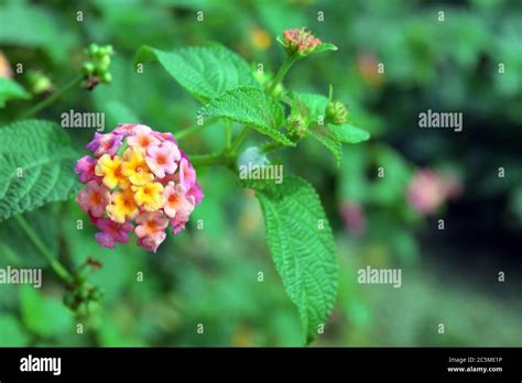 Lantana Camara Flowers In Nature Stock Photo Alamy