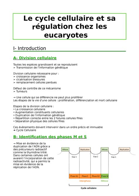 Le Cycle Cellulaire Et Sa Régulation Chez Les Eucaryotes Le Cycle