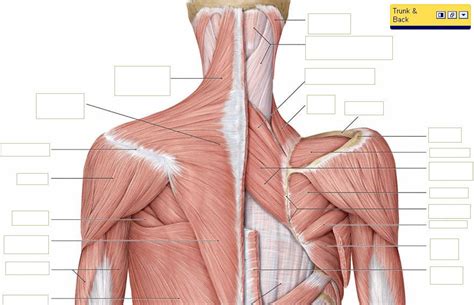 Broadly considered, human muscle—like the muscles of all vertebrates—is often divided into striated muscle, smooth. Google Image Result for http://bizlinks.files.wordpress ...