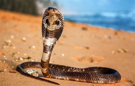 King Cobra Snake The Worlds Longest And Most Venomous Snakes