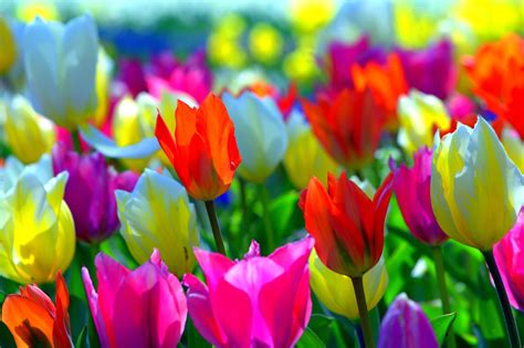 15 Best Spring Wallpaper Tulips You Can Use It At No Cost Aesthetic Arena
