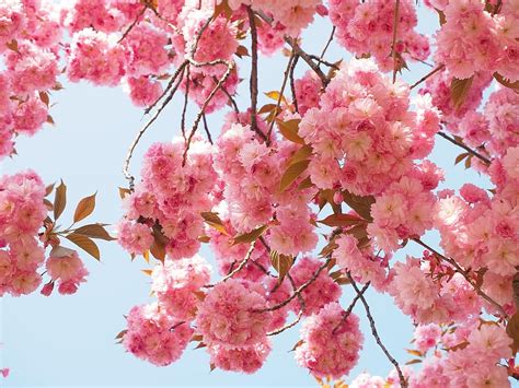Cherry Blossom Japanese Cherry Smell Blossom Bloom Japanese