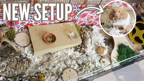 How To Setup A Hamster Cage Tyello Com