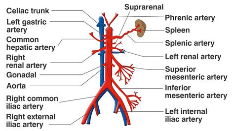 For example, new capillaries permeate the muscles of a conditioned athlete. Pin on Arteries