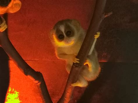 Meet Newquay Zoos Adorable Slender Loris Baby As It Takes Exciting