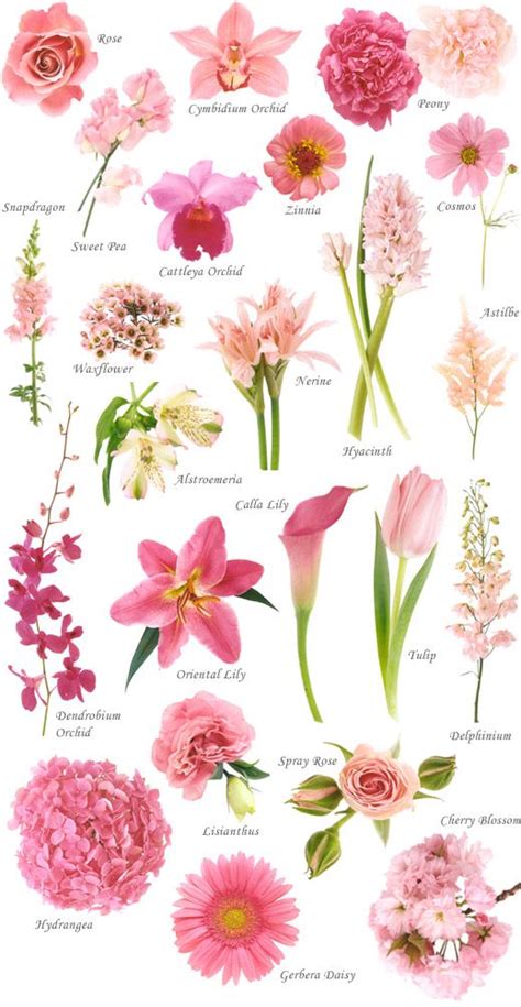 Flowering Plants Examples With Names Garden Plant