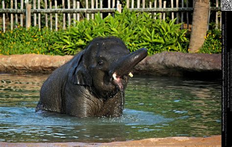 Baby Asian Elephant Playing In Pool By Damselstock On Deviantart