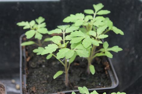 Damit tomaten gesund bleiben und auch eine reiche ernte liefern, sollte man manche sorten regelmäßig ausgeizen. Tomatenveredlung auf Kartoffel - Veredeln.info