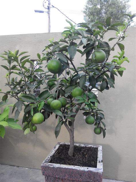Kaedah penanaman pokok buah di dalam pasu atau lebih dikenali sebagai tabulanpot bukan lah sesuatu yang baru. السلام عليكم: LIMAU MADU TAIWAN, JAMBU MADU TAIWAN DAN ...