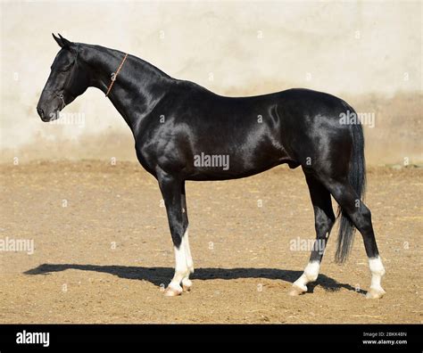 Magnificent Black Akhal Teke Stallion With Four White Legs Standing