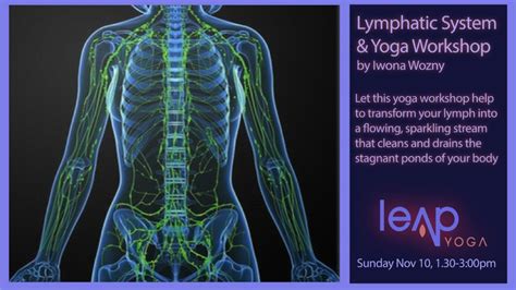 Lymphatic System And Yoga Workshop Leap Yoga