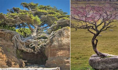 Growing Strong 10 Extraordinary Trees That Refuse To Surrender To