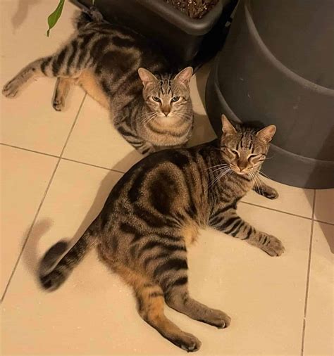 Pepito & Kiwi - C.L.A.W.S Malta