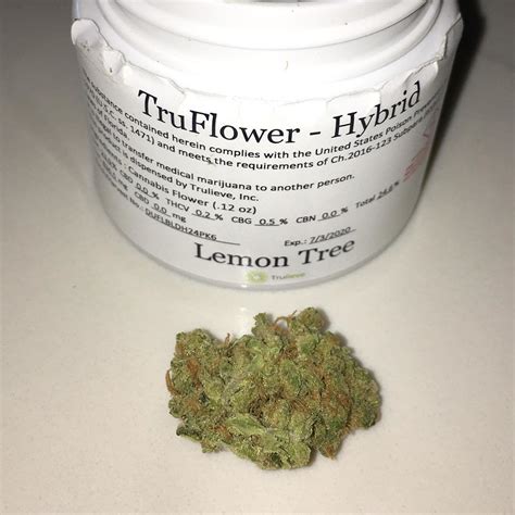 Strain Review Lemon Tree From Trulieve The Highest Critic
