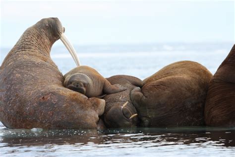 Pacific Walrus Sob Stories Begin Again Polarbearscience