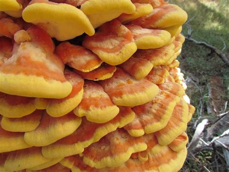Western Sulphur Shelf Fungi Laetiporus Gilbertsonii Flickr