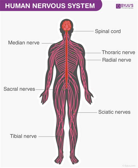 Et vitalt system som kontrollerer. Human Nervous System - Structure, Function And Parts