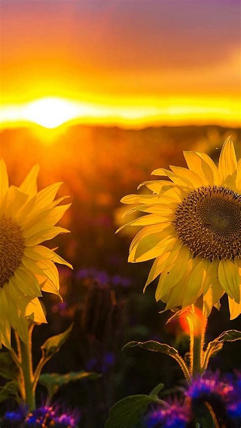 Sunflowers With Sunset Wallpaper