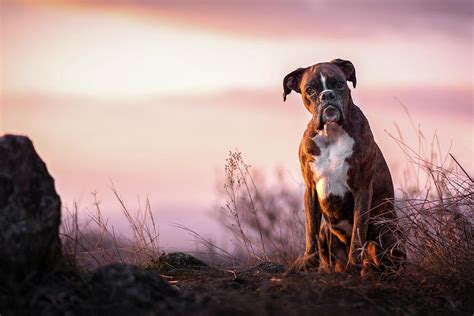 Boxer Dog And Sunset Among The Mountains Photograph By Tamas Szarka
