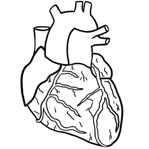 Corazon Humano Real Para Colorear Corazón Humano Anatómico Images And