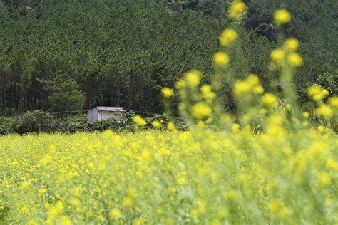 Ngẩn Ngơ Vẻ đẹp Cánh đồng Hoa Cải Vàng ở Đà Lạt đang Nở Rộ