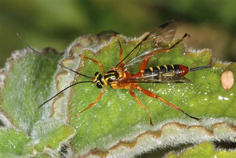 Yellow Banded Ichneumon Wasp This Spectacular Female Was R Flickr