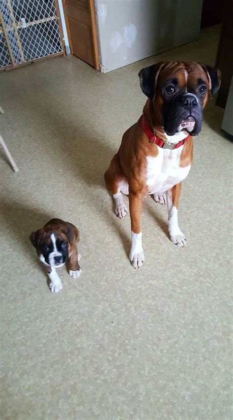 This Is How We Sit Boxer Dogs Brindle Boxer Dogs Boxer Dog Puppy