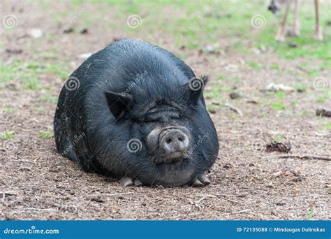 Fat Black Pig Sitting On The Ground Stock Photo Image Of Funny Rural