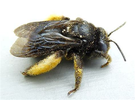 Pennsylvania Bee For Id Melissodes Bimaculatus Bugguidenet