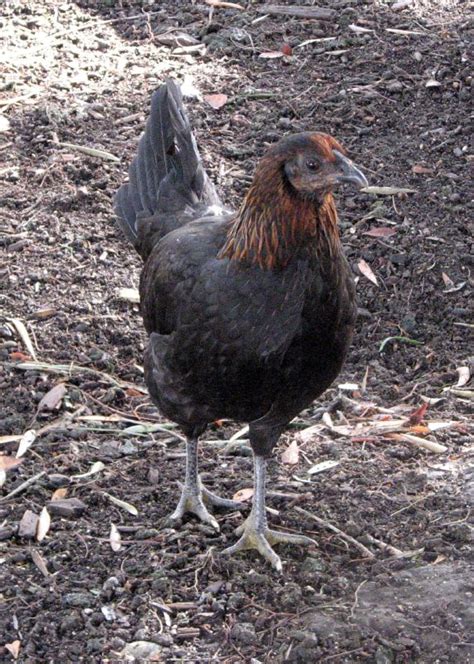 It was licensed by aic and the now former pioneer ldc. File:American Game hen.jpg - Wikimedia Commons