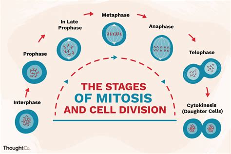 Las Etapas De La Mitosis Y La División Celular
