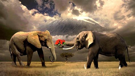 Wow 17 Wallpaper Desktop Elephant Richa Wallpaper