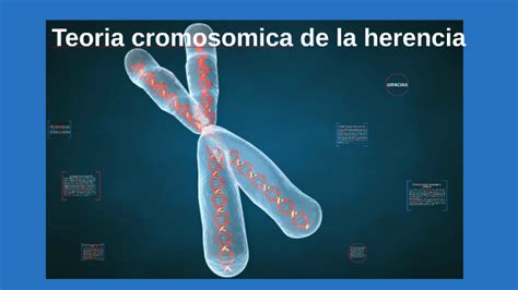Teoria Cromosomica De La Herencia By Nicolas Valle Pabon