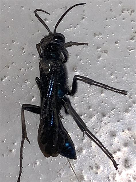 Nearctic Blue Mud Dauber Wasp From Camp Mohawk Alvin Tx Us On July