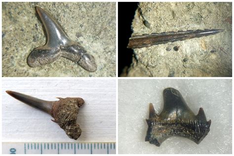 Prehistoric Shark Species From Ancient Marine Ecosystem Discovered Jingletree