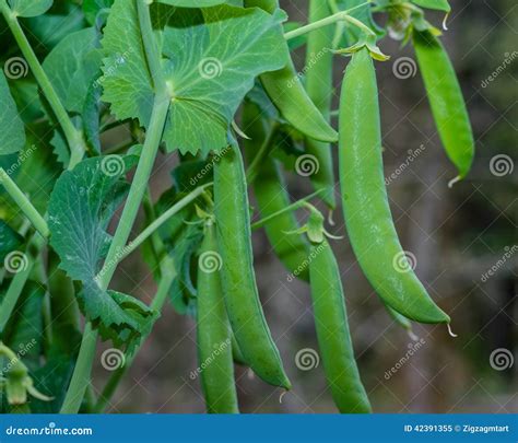 Green Pea Pods On A Pea Plant Stock Image Image Of Green Leaves
