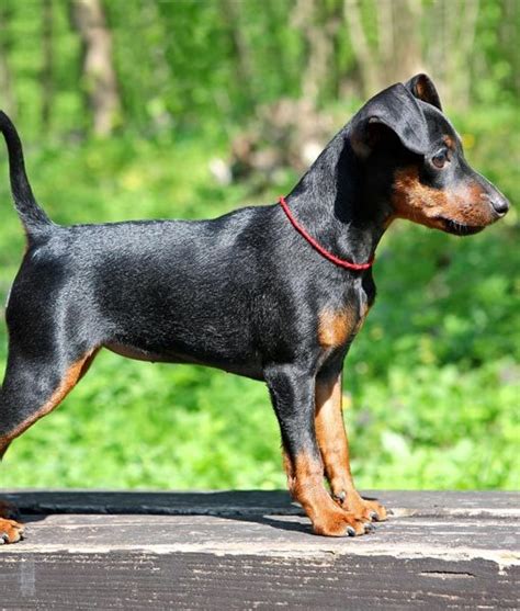 Das image als gefährliche bestie haftet dieser dobermanns ziel, solide schutzhunde zu züchten, die unerschrocken haus und hof verteidigen. Miniature Doberman | WANT WANT WANT! | Pinterest