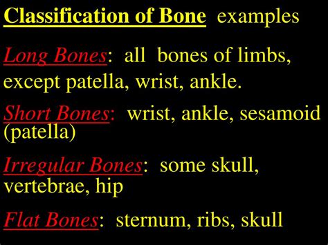 Ppt Functions Of Bone Powerpoint Presentation Free Download Id