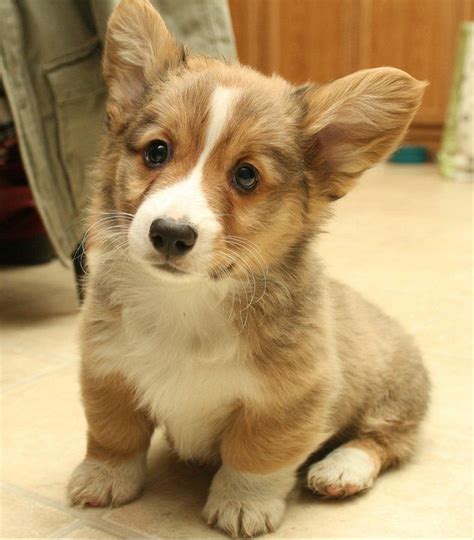 Wits end keeter mated to wits end gavin. 50 Very Cute Pembroke Welsh Corgi Puppies Pictures And Photos