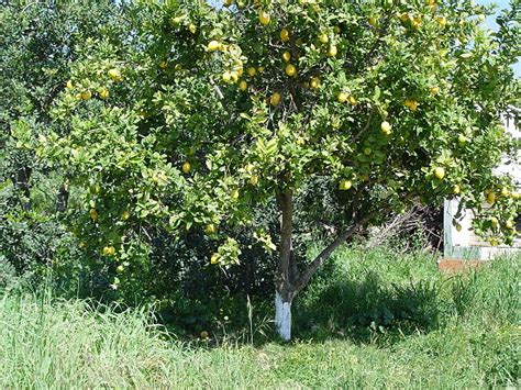 Vivero Habitat Nativo Arbol Limon Comun