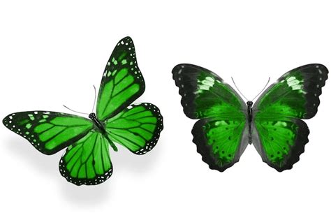 Premium Photo Beautiful Two Green Butterflies Isolated On White