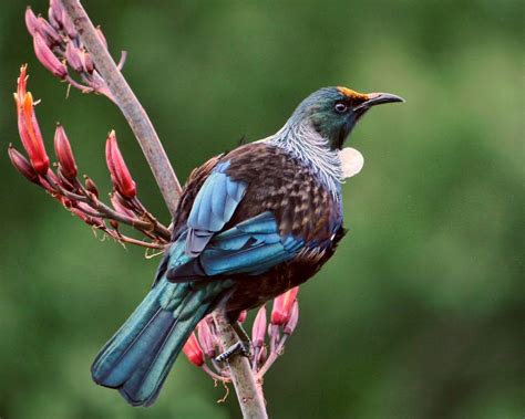My Native Forest Birds Speech Kiwi Conservation Club