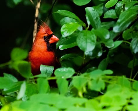 northern cardinal bird wildlife free photo on pixabay pixabay