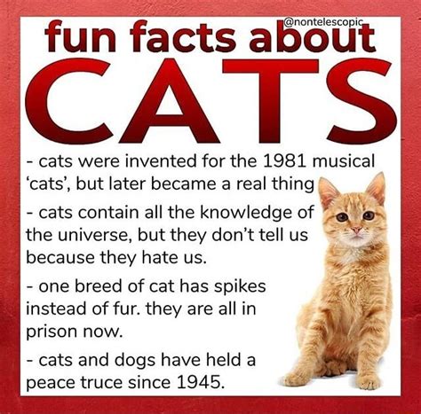 Fun Facts About Cat Cats Were Invented For The 1981 Musical Cats