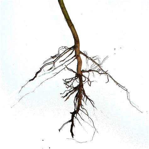 Roots And Root Structure