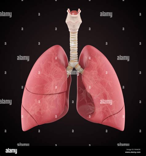Lanatomie Du Poumon Humain Photo Stock Alamy