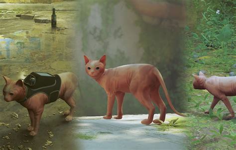 ‘stray Modders Are Adding Their Own Cats Into The Game