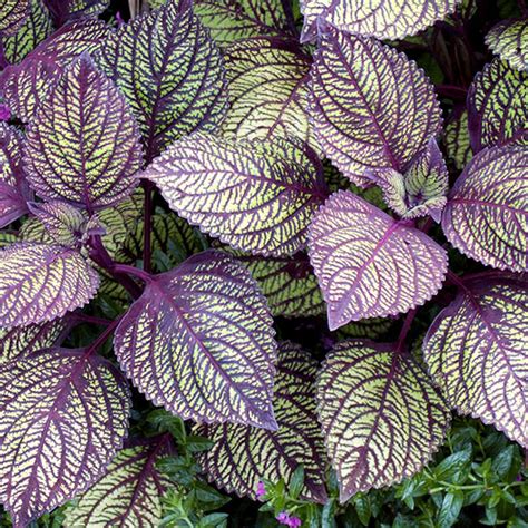 These landscape plants can be used as stunning hedge, accent or small tree. Coleus, sun-loving with veined leaf