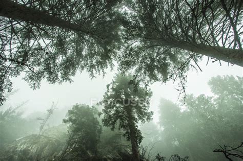 Misty Mountain Forest — Slope Morning Stock Photo 148715641
