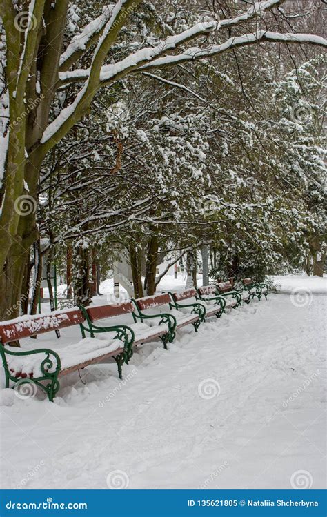 Row Of Benches Covered With Snow Under Trees Winter Snowy Park With